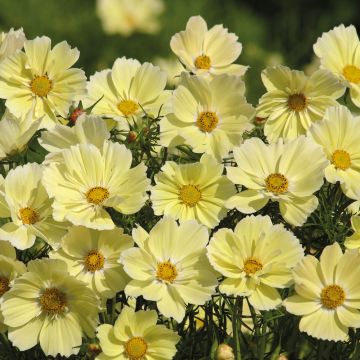 Schmuckkörbchen Xanthos (Samen) - Cosmos