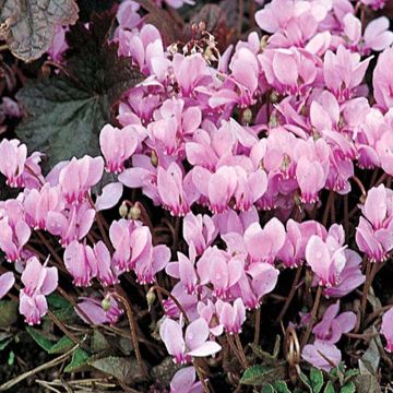 Cyclamen neapolitanum (Samen) - Neapolitanisches Alpenveilchen