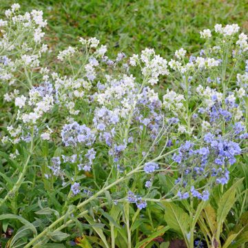 Cynoglossum zeylanicum Chill Out (Samen) - Hundszunge