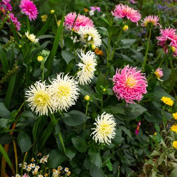 Dahliensamen Cactus Hybrids Mixed (Samen)