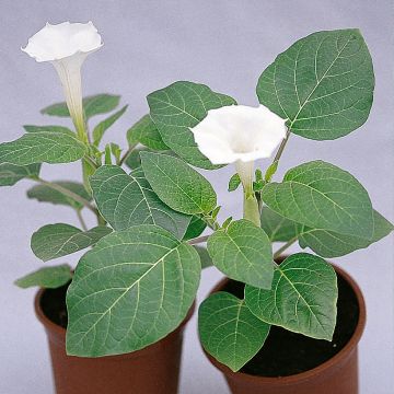 Arabischer Stechapfel Belle Blanche (Samen) - Datura metel