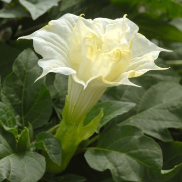 Stechapfel Double White Lady (Samen) - Datura