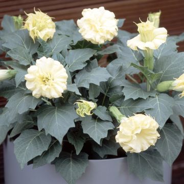 Stechapfel Double Golden Queen (Samen) - Datura