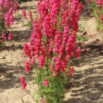 Garten-Rittersporn Kingsize Scarlet (Samen) - Delphinium