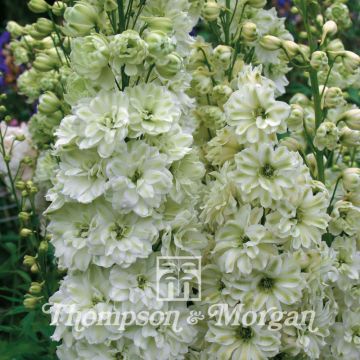 Graines de Delphinium Green Twist - Pied d'Alouette vivace