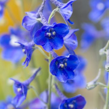 Garten-Rittersporn Volkerfrieden Oriental Blue (Samen) - Delphinium