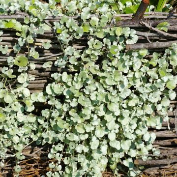 Dichondra argentea Silver Falls (Samen) - Silberregen