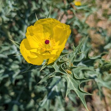 Dicranostigma franchetianum (Samen) - Chinesisches Schöllkraut