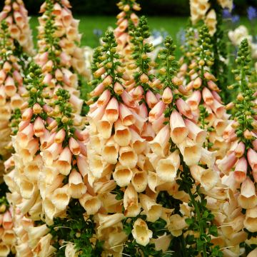 Fingerhut Dalmatian Peach (Samen) - Digitalis purpurea