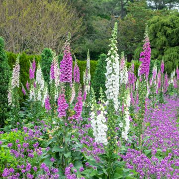 Fingerhut Excelsior Mix (Samen) - Digitalis purpurea