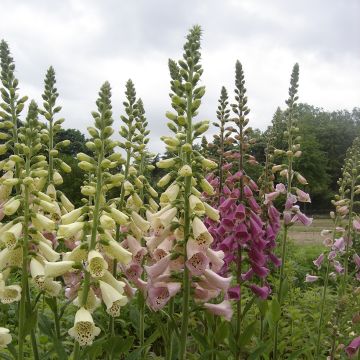 Fingerhut Foxy Mix (Samen) - Digitalis purpurea