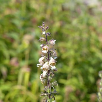 Digitalis lanata Café Crème (Samen) - Wolliger Fingerhut