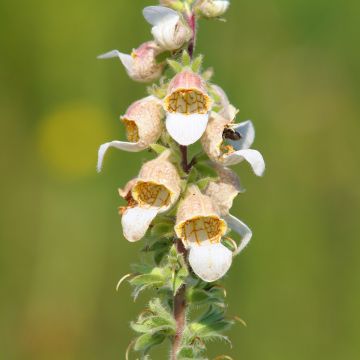 Digitalis lanata Café Crème (Samen) - Wolliger Fingerhut