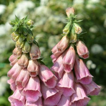 Digitalis mertonensis Summer King (Samen) - Mehrjähriger Fingerhut