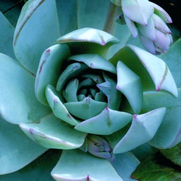 Echeveria  peacockii Urban Orange - Echeverie