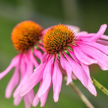 Echinacea purpurea Feeling Pink (Samen) - Scheinsonnenhut