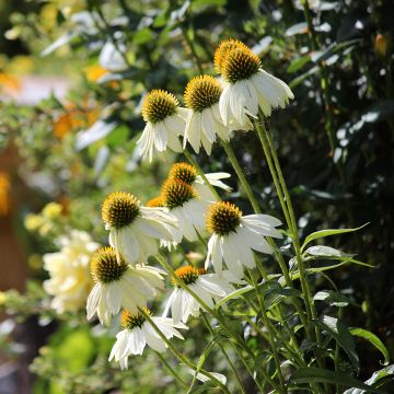 Echinacea purpurea Feeling White (Samen) - Scheinsonnenhut