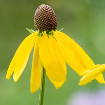 Echinacea paradoxa (Samen) - Gelber Sonnenhut