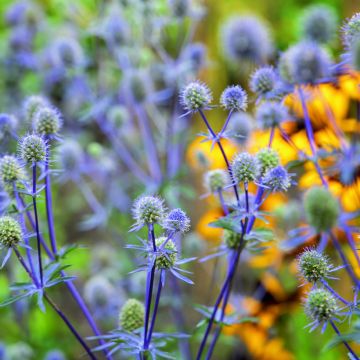 Eryngium planum Blue Glitter (Samen) - Flachblättrige Mannstreu