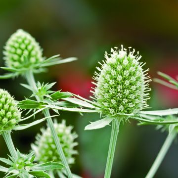 Eryngium planum White Glitter  (Samen) - Flachblättrige Mannstreu