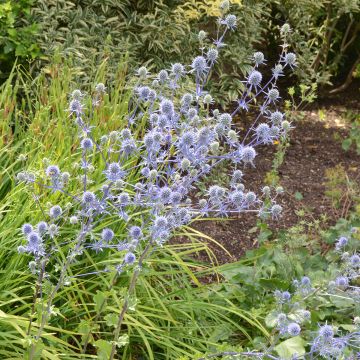 Eryngium planum (Samen) - Flachblättrige Mannstreu