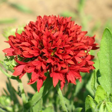 Kokardenblume Red Plume (Samen) - Gaillardia pulchella