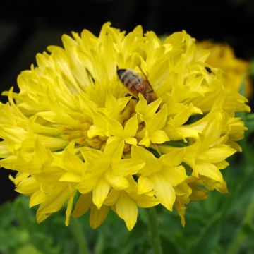 Kokardenblume Yellow Plume (Samen) - Gaillardia pulchella