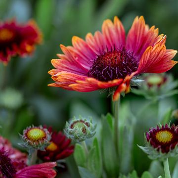 Kokardenblume Arizona Red Shades (Samen) - Gaillardia grandiflora