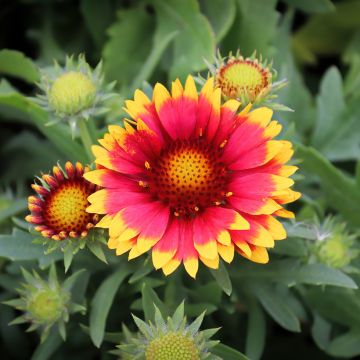 Kokardenblume Arizona Sun (Samen) - Gaillardia aristata