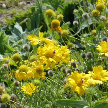 Kokardenblume Aurea Pura (Samen) - Gaillardia grandiflora