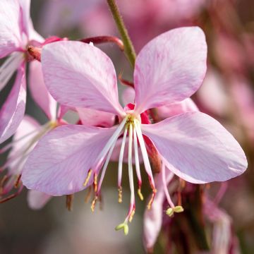 Prachtkerze Emmeline Pink Bouquet (Samen) - Gaura lindheimeri