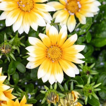 Gazanie Zany F1 Sunny Side Up (Samen) - Gazania