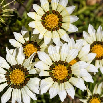 Gazanie Kiss White F1 (Samen) - Gazania