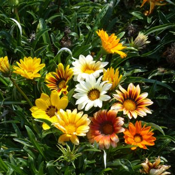 Gazanie Sunshine Hybrids (Samen) - Gazania