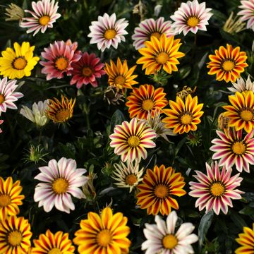 Gazanie Sunshine Hybrids (Samen) - Gazania