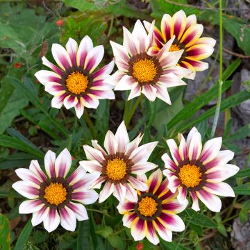 Gazanie Tiger Stripes Mixed (Samen) - Gazania