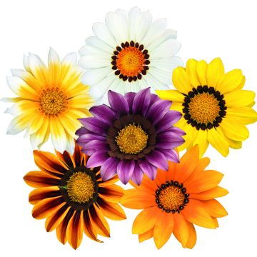 Gazania rigens Zany F1 Mixture (Samen) - Gazanie