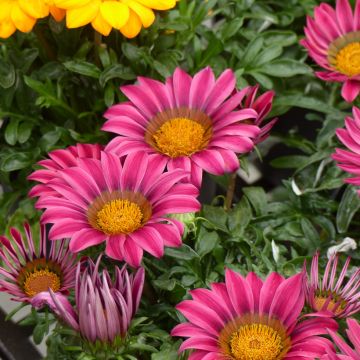 Gazanie rigens Zany Pink (Samen) - Gazania