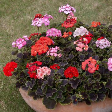 Zonal-Pelargonie Horizon Shadow Mix F1 (Samen) - Pelargonium