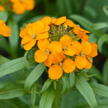 Garten-Goldlack Orange (Samen) - Erysimum allionii