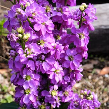 Levkoje Anytime Lavender (Samen) - Matthiola incana