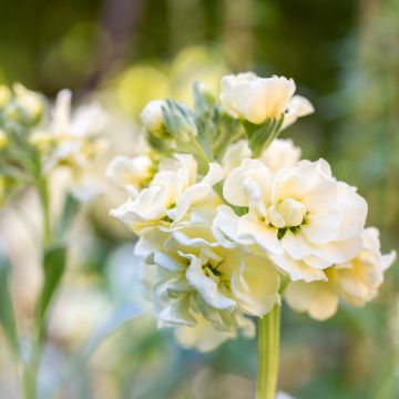 Levkoje Anytime Yellow (Samen) - Matthiola incana