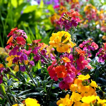 Garten-Goldlack Fair Lady Mix (Samen) - Erysimum