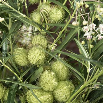 Gomphocarpus fruticosus Cottonbush (Samen) - Strauchige Seidenpflanze