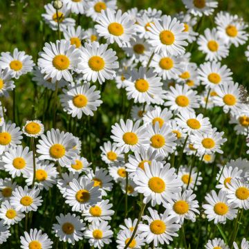 Magerwiesen-Margerite (Samen) - Leucanthemum vulgare