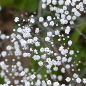 Rispiges Gipskraut Snowflake (Samen) - Gypsophila paniculata