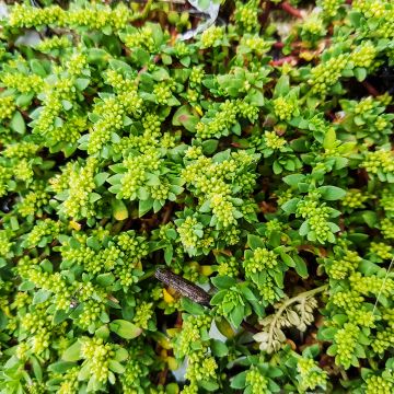 Herniari glabra (Samen) - Kahles Bruchkraut