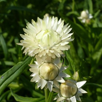 Strohblume Creamy White (Samen) - Helichrysum