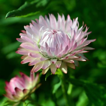 Strohblume King Size Silvery Rose (Samen) - Helichrysum