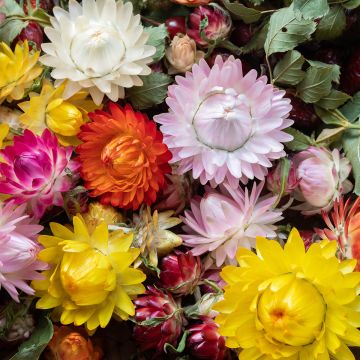 Strohblume Pastel Mixture (Samen) - Helichrysum